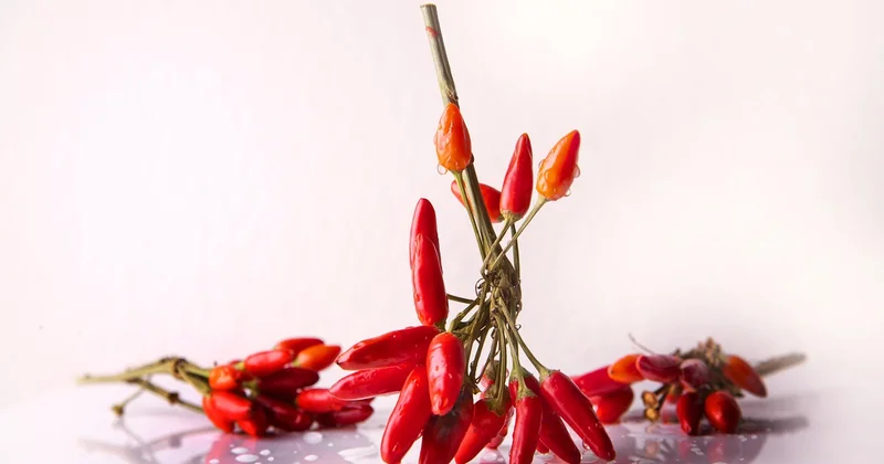 Quels piments pour quel niveau de piquant ?